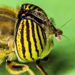 Mouche deguisé en abeille. דבורני עין-פסים